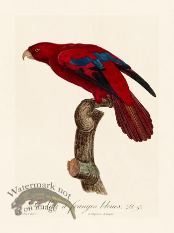 Barraband Parrot 093